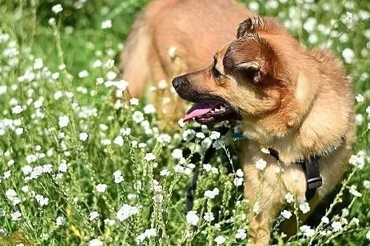 Niewielka,łagodna,grzeczna,radosna,sterylizowana suczka DELICJA.Adopcja, Łódzkie, Łódź
