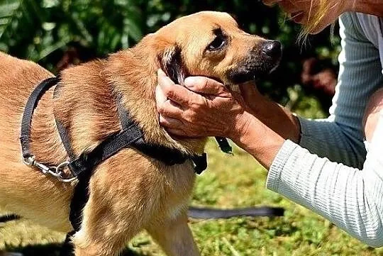 Niewielka,łagodna,grzeczna,radosna,sterylizowana suczka DELICJA.Adopcja, Łódzkie, Łódź