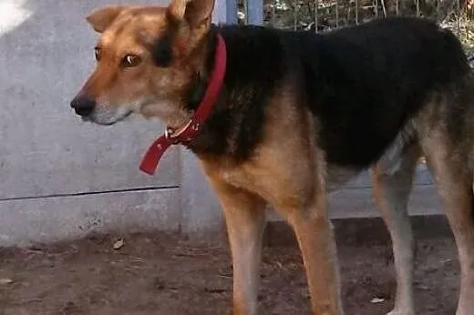 Ujmujący Misiek do adopcji,  mazowieckie Warszawa