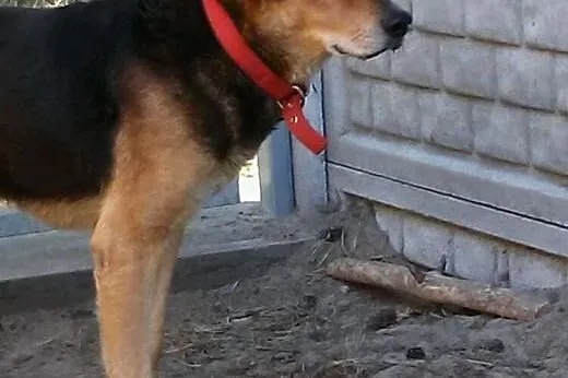 Ujmujący Misiek do adopcji,  mazowieckie Warszawa