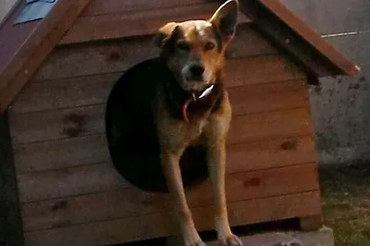 Ujmujący Misiek do adopcji,  mazowieckie Warszawa