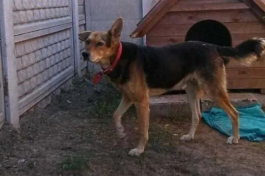 Ujmujący Misiek do adopcji,  mazowieckie Warszawa