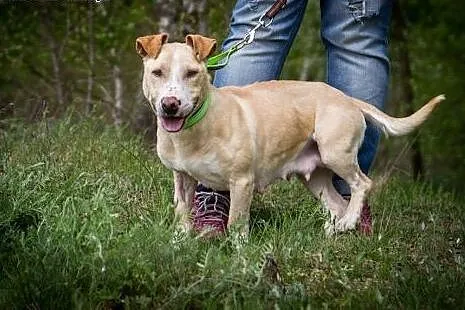 Toska - piękna, oryginalna  suczka do adopcji,  kujawsko-pomorskie Toruń