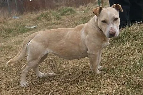 Toska - piękna, oryginalna  suczka do adopcji,  ku