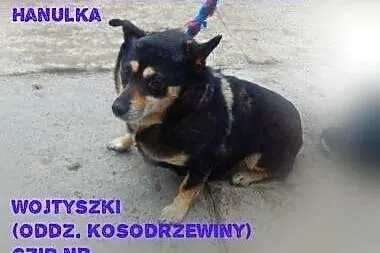 Hanuli grożą Wojtyszki. Daj jej dom!!!,  łódzkie Łódź