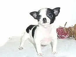 Suczka Chihuahua szuka troskliwego domku