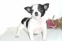 Suczka Chihuahua szuka troskliwego domku