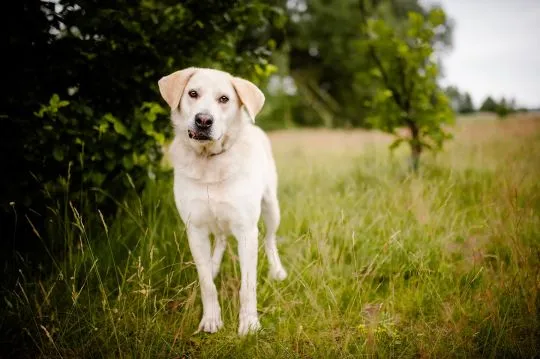 Kokos -przyjazny biszkoptowy labek szuka domu!  Kokos to kilkuletni psiak w typie labradora - maślan, , Warszawa