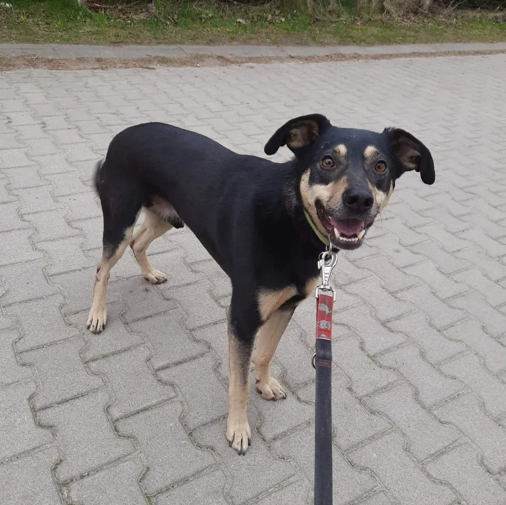 Fokus - delikatny, niekonfliktowy, wesoły psiak do, , Olsztyn