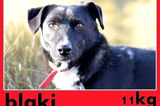 BLAKI,rodzinny,towarzyski,łagodny pies.ADOPCJA,  małopolskie Kraków