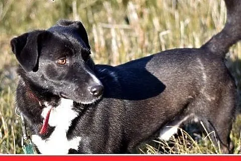BLAKI,rodzinny,towarzyski,łagodny pies.ADOPCJA,  m