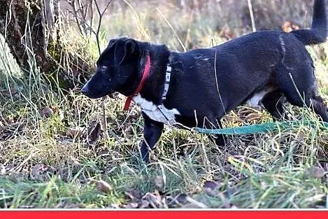 BLAKI,rodzinny,towarzyski,łagodny pies.ADOPCJA,  m