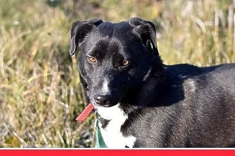 BLAKI,rodzinny,towarzyski,łagodny pies.ADOPCJA,  m