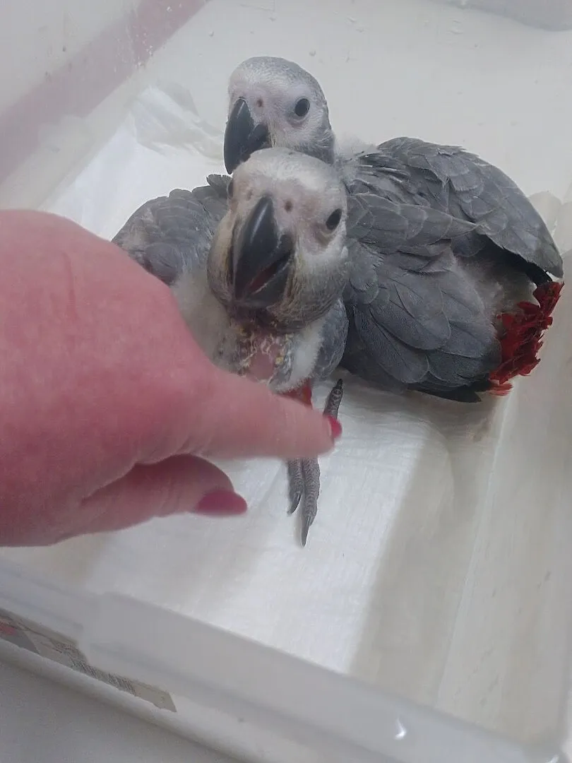 Żako kongijskie pypile 24r, Śląskie, Wodzisław Śląski