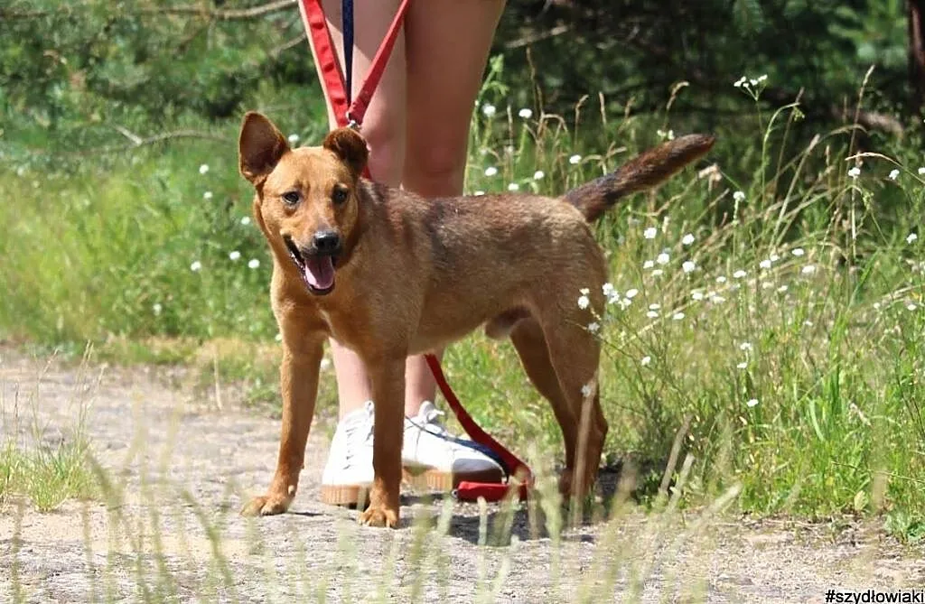Pikolo-nieduży,młody,przyjacielski i energiczny psiak, Mazowieckie, Piaseczno