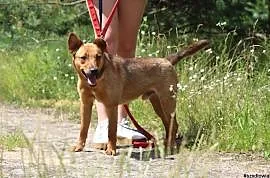 Pikolo-nieduży,młody,przyjacielski i energiczny ps, Piaseczno
