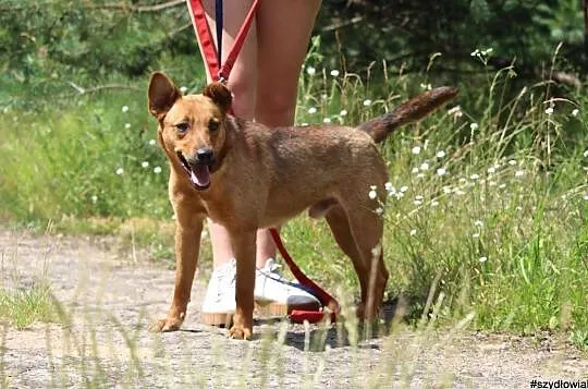 Pikolo-nieduży,młody,przyjacielski i energiczny psiak