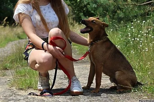 Pikolo-nieduży,młody,przyjacielski i energiczny ps, Piaseczno