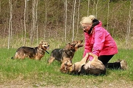 Psia boska rodzinka - sunie - szuka domu lub domów
