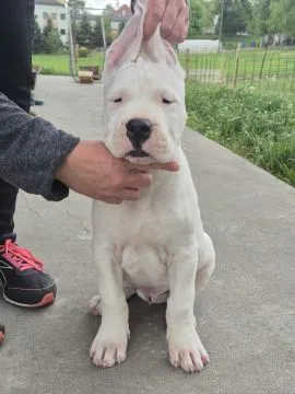 Dog Argentyński szczenięta z rodowodem gotowe do odbioru