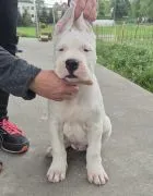 Dog Argentyński szczenięta z rodowodem gotowe do odbioru