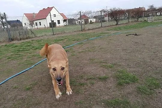 Śliczne oczka mam, komu je dam? - Lorka, Małopolskie, Kraków