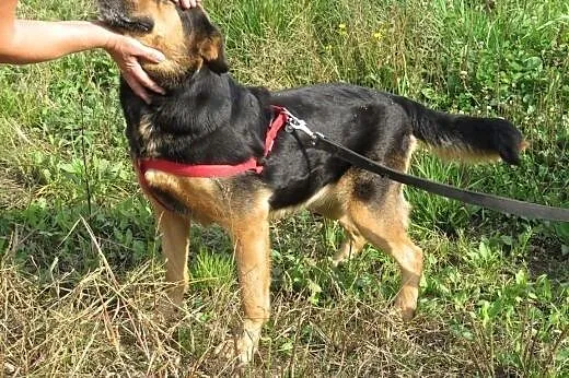 Misza to bardzo fajna suka  ,  mazowieckie Warszaw