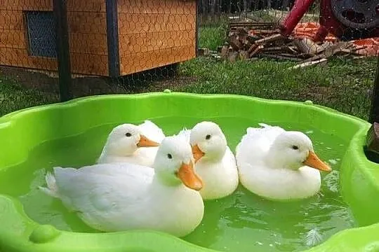 Kaczki call duck, Opolskie, Januszkowice
