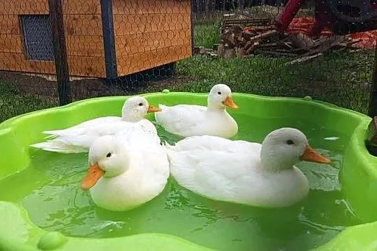 Kaczki call duck, Opolskie, Januszkowice