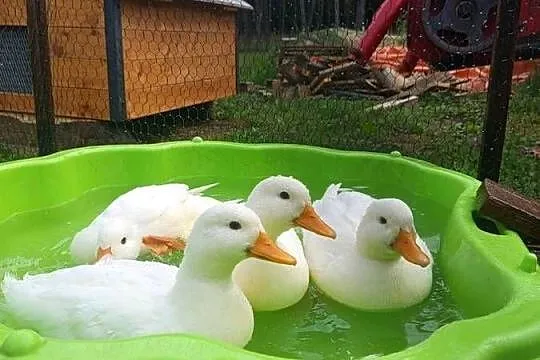 Kaczki call duck, Opolskie, Januszkowice