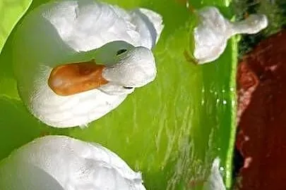 Kaczki call duck, Opolskie, Januszkowice