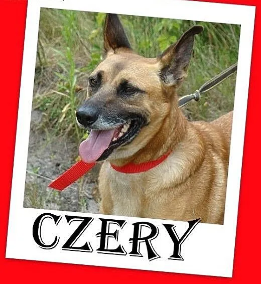 Duży,gładkowłosy,spragniony bliskości człowieka,cz