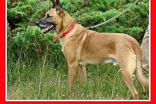 Duży,gładkowłosy,spragniony bliskości człowieka,cz