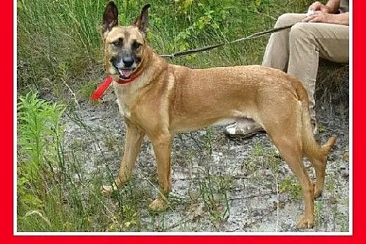 Duży,gładkowłosy,spragniony bliskości człowieka,cz
