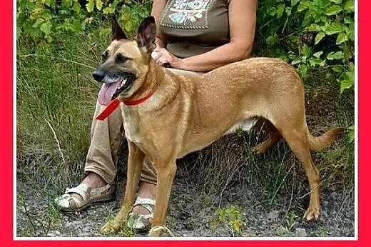 Duży,gładkowłosy,spragniony bliskości człowieka,cz