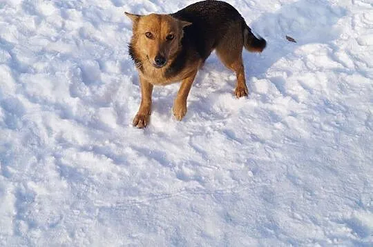 Maleńka FOKSIA - porzucona, ale nie traci nadziei