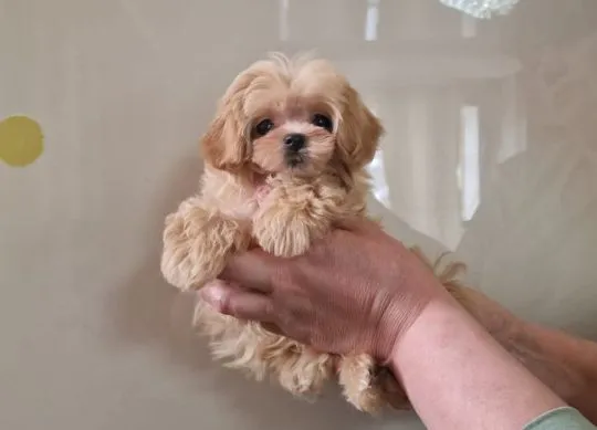 Szczenięta rasy maltipoo dostępne na sprzedaż i do nowych domów., Podkarpackie, Przemyśl