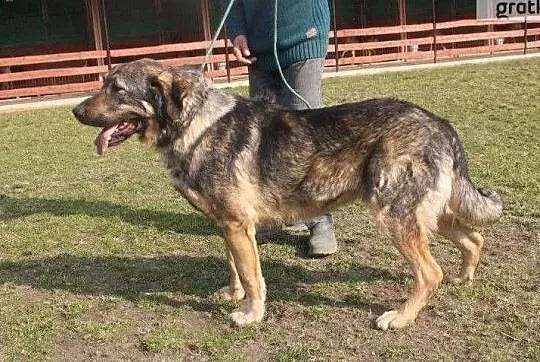 Maks wspaniały psiak marzy o domku gdzie będzie kochany, Mazowieckie, Warszawa