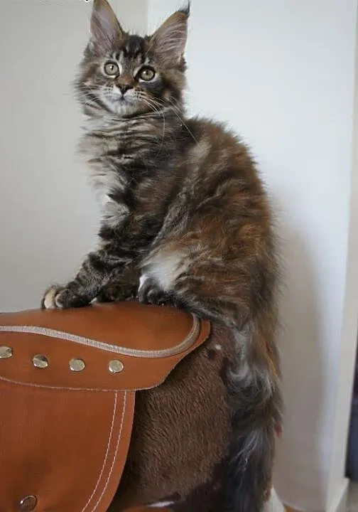 MAINE COON - piękne, duże, Koty maine coon cała P