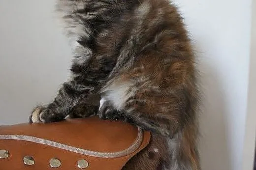 MAINE COON - piękne, duże,  Koty maine coon cała P