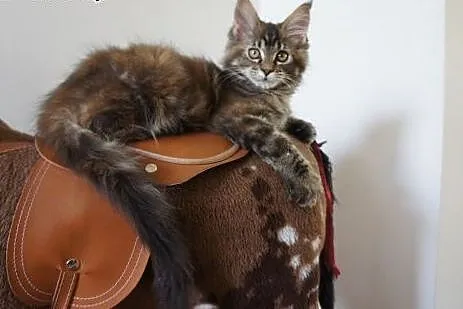 MAINE COON - piękne, duże,  Koty maine coon cała P