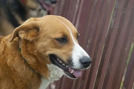 SARA I COLLINA do wspólnej adopcji :),  łódzkie Łó