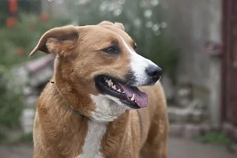 SARA I COLLINA do wspólnej adopcji :),  łódzkie Łó