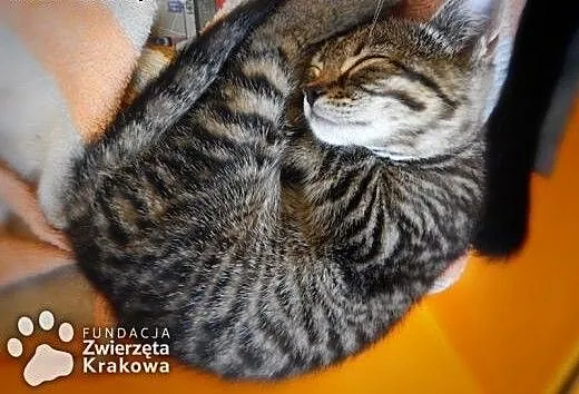 Pyza – mrucząca, futrzana kuleczka, mał