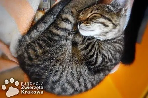 Pyza &#8211; mrucząca, futrzana kuleczka,  mał