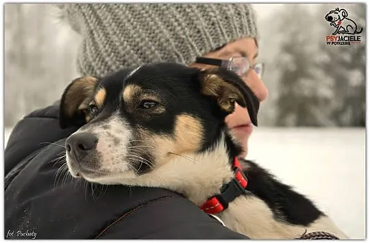 Cindy - niewielka, młoda sunia