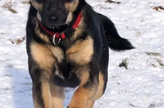 Amelka wesoła, energiczna niewielka suczka ADOPCJA