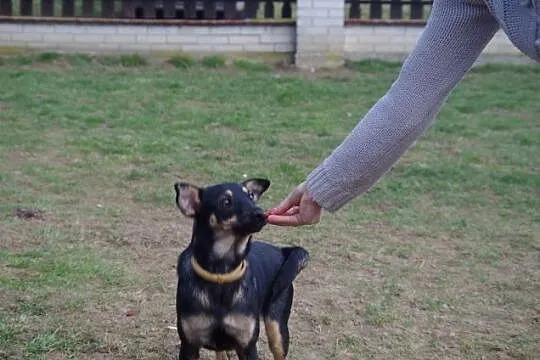 Amelka wesoła, energiczna niewielka suczka ADOPCJA