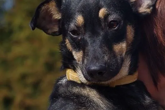 Amelka wesoła, energiczna niewielka suczka ADOPCJA