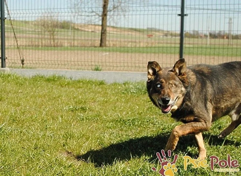 MATI-bardzo kochany, pogodny, wesoły niewidomy psiak-prosimy o dom, adopcja, Małopolskie, Kraków